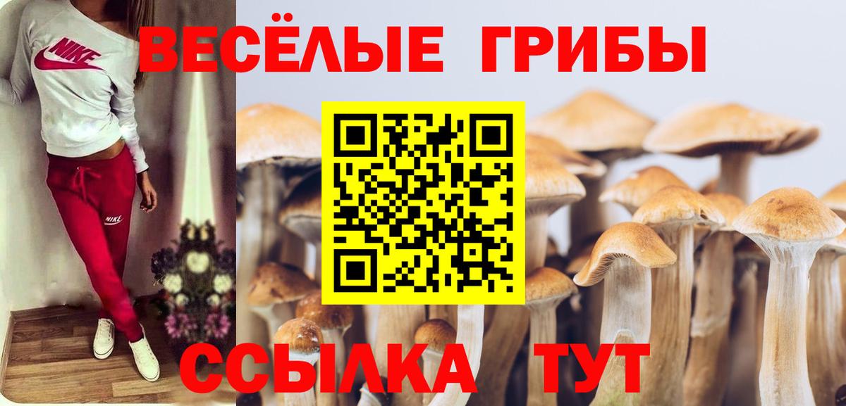 Псилоцибиновые грибы мицелий Дедовск